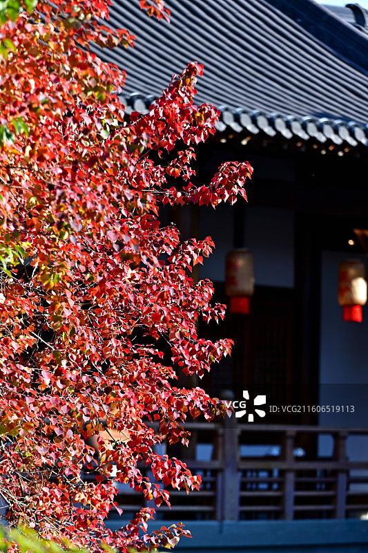 秋日红叶满山的栖霞寺图片素材