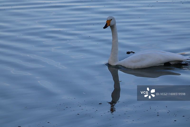 北京玉渊潭公园的大天鹅图片素材