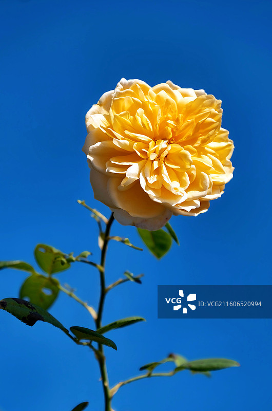 2025年南宁青秀山菊花展图片素材