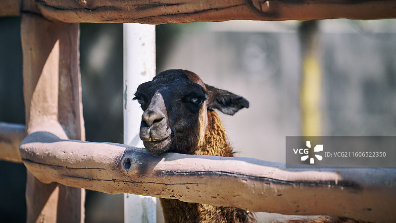 头靠在栏杆上的羊驼图片素材