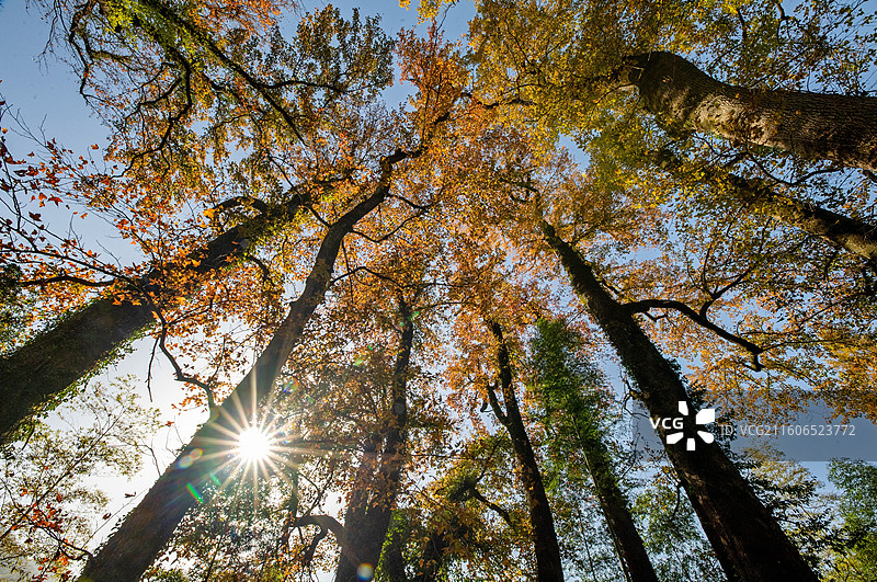 江西抚州金溪县峡山村枫香树古树群树叶金黄，在蓝天的映衬下，色彩斑斓，美景如画。图片素材