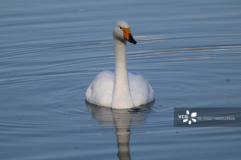 北京玉渊潭公园的大天鹅图片素材