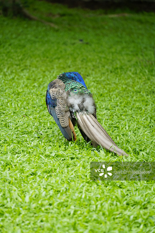 草地上雄性蓝孔雀的特写镜头图片素材