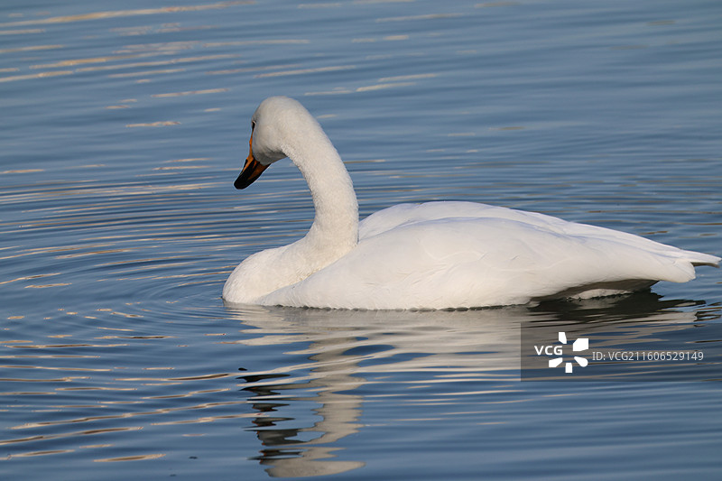 大天鹅图片素材