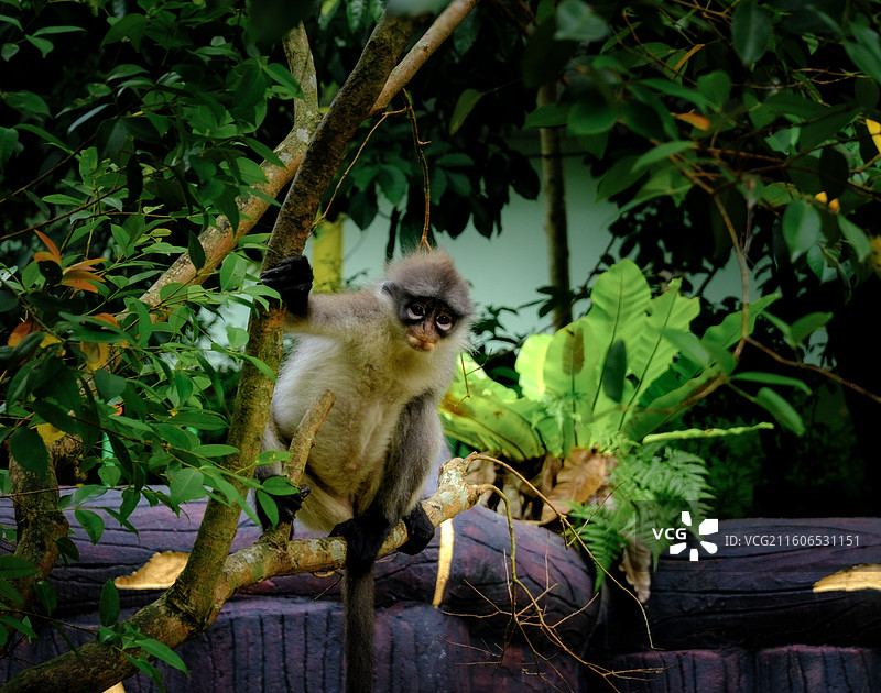 灰叶猴图片素材