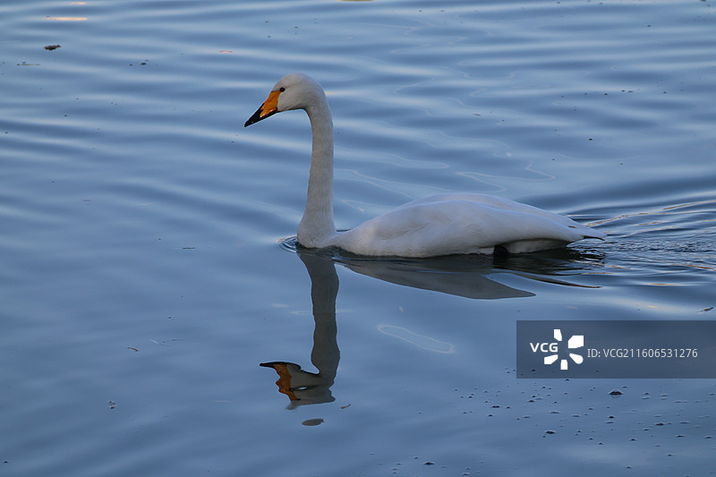 北京玉渊潭公园的大天鹅图片素材