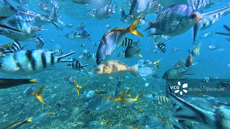 浪中岛海滩日落和鲨鱼图片素材