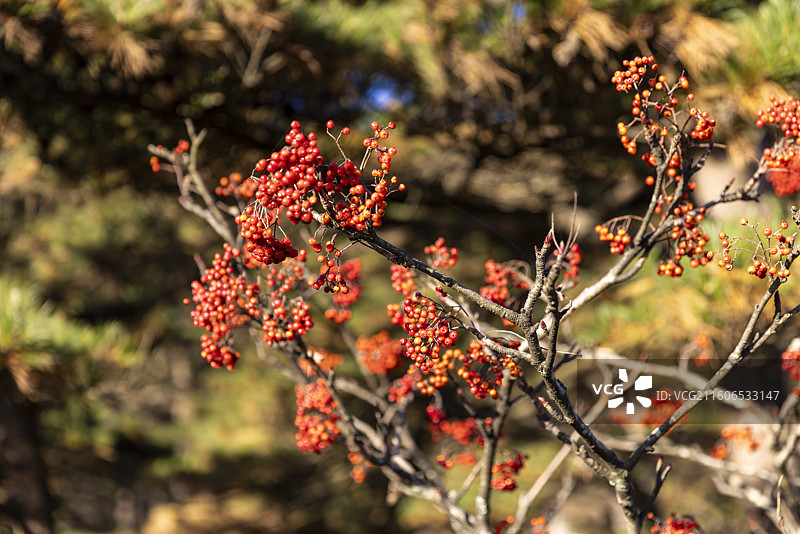 安徽黄山花楸图片素材