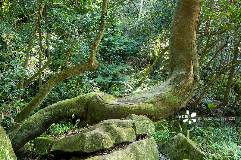 塞舌尔维多利亚的动物和植物图片素材