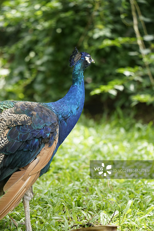草地上雄性蓝孔雀的特写镜头图片素材