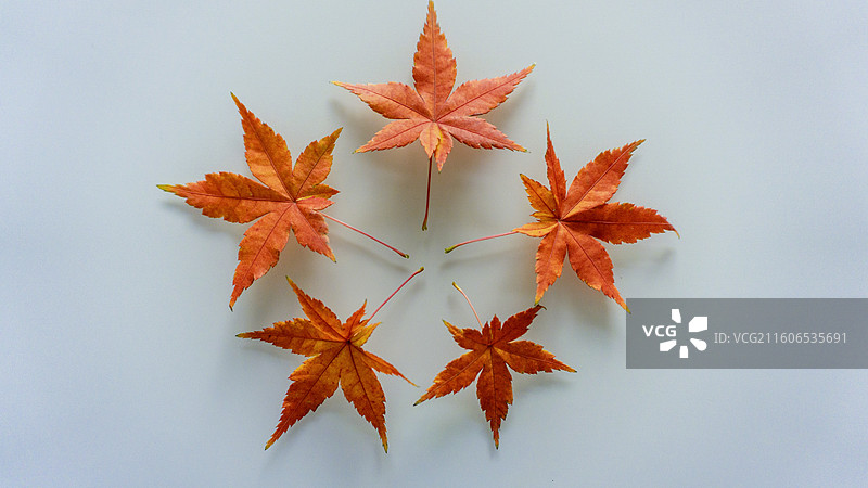 枫叶 霜叶红于二月花图片素材