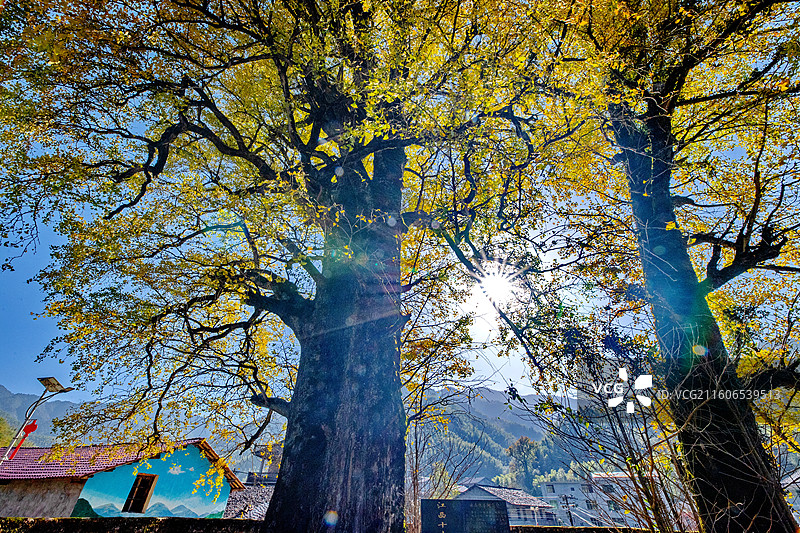 江西抚州金溪县峡山村千年银杏古树名木，树干枝头挂满金黄的树叶，在阳光逆光的映衬下，美景光芒四射。图片素材