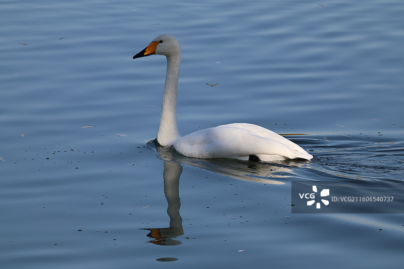 大天鹅特写图片素材
