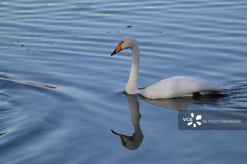 北京玉渊潭公园的大天鹅图片素材