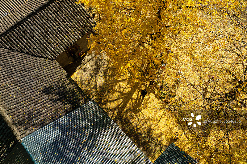 桂林市灵川县北岱底村的银杏叶图片素材