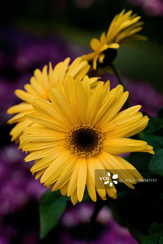 2025年南宁青秀山菊花展图片素材