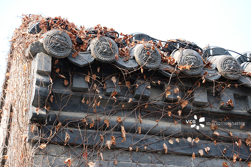 中式建筑屋顶房檐兽纹虎头瓦当瓦片。秋冬天干枯萎爬山虎老门槛图片素材