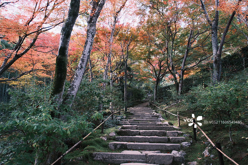 常寂光寺 日本岚山 红叶秋色图片素材