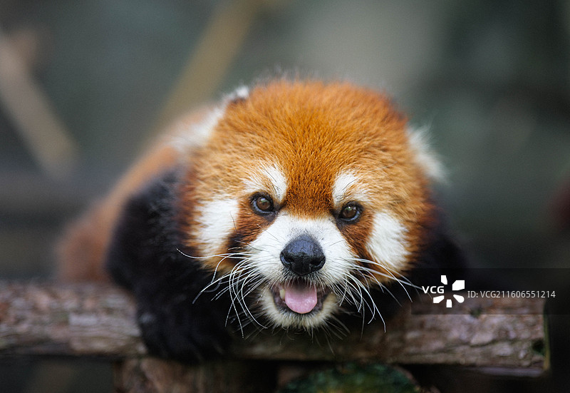 小熊猫正面近距离五官清晰特写图片素材