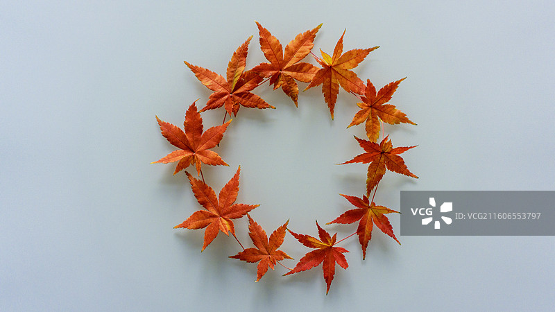 枫叶 霜叶红于二月花图片素材