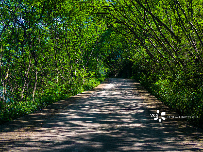 云南省昭通市永善县溪洛渡村一段绿荫缤纷的道路图片素材