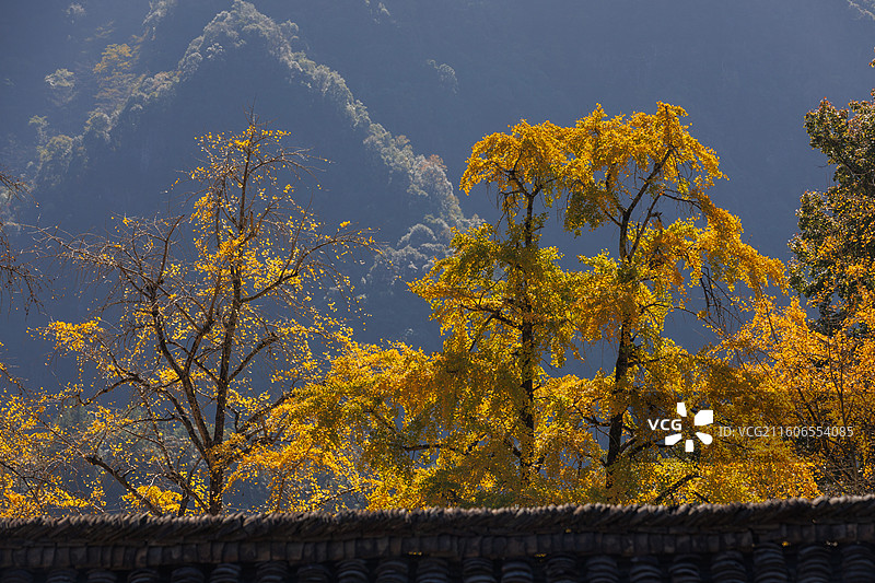 桂林市灵川县北岱底村的银杏叶图片素材