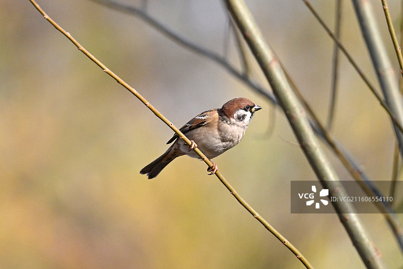 站在树枝上的麻雀图片素材