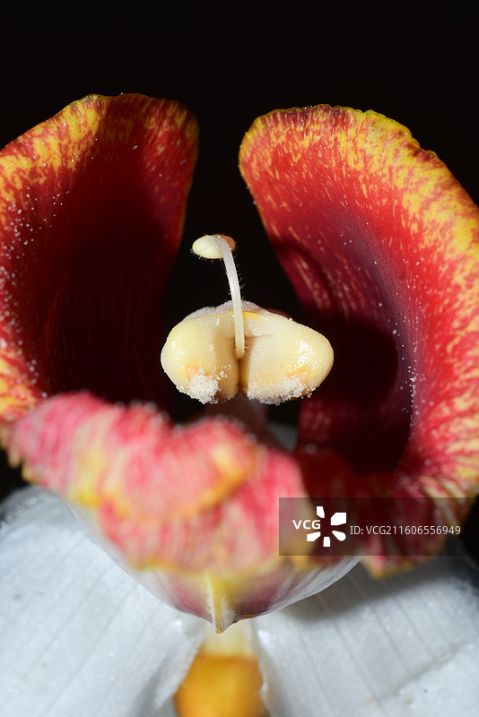 南方珍稀园林树种-Alpinia platychilus 宽唇山姜图片素材