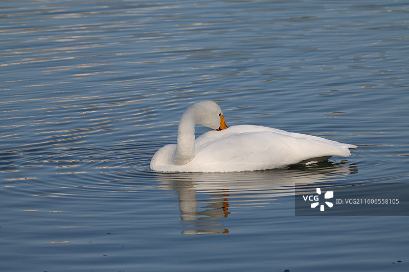 大天鹅图片素材