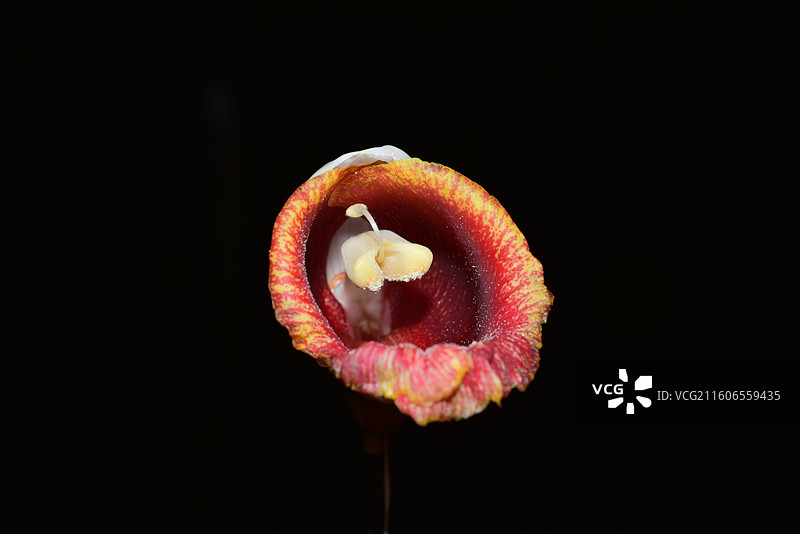 南方珍稀园林树种-Alpinia platychilus 宽唇山姜图片素材