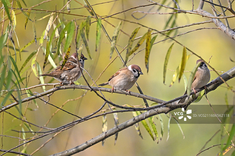 站在树枝上的麻雀图片素材