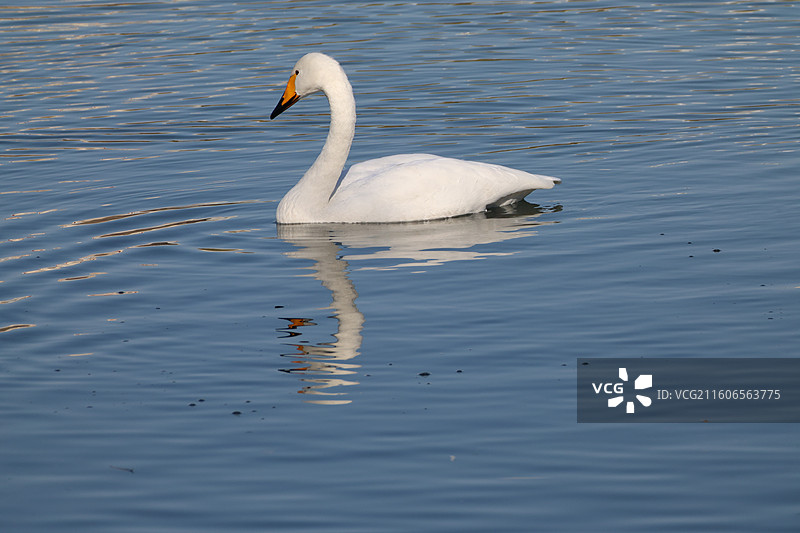 大天鹅特写图片素材