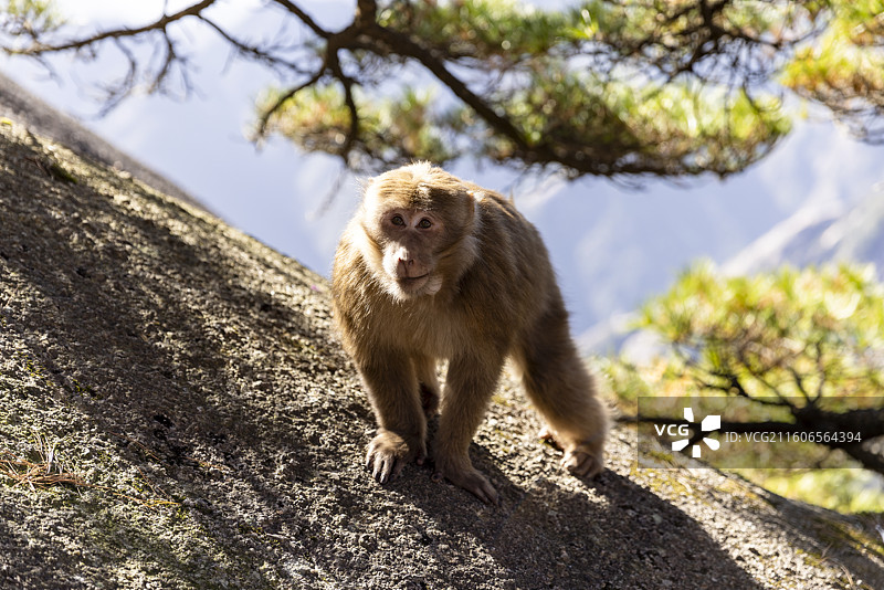 安徽黄山短尾猴图片素材