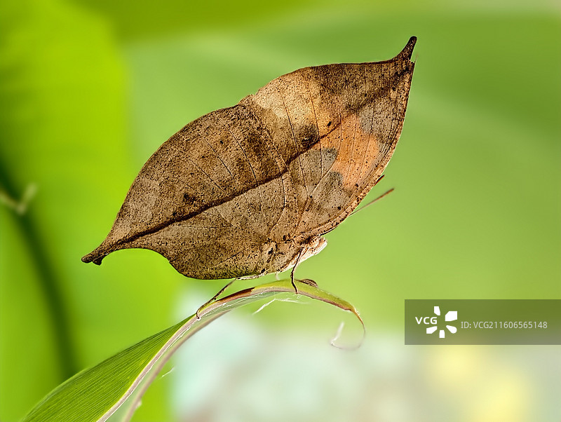 枯叶正在起飞图片素材
