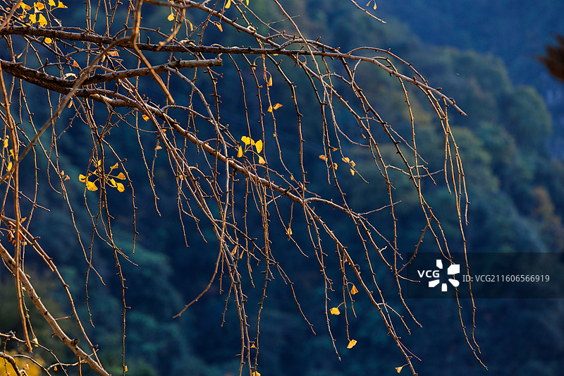 桂林市灵川县北岱底村的银杏叶图片素材