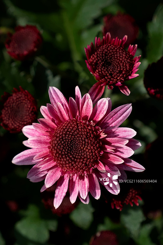 2025年南宁青秀山菊花展图片素材