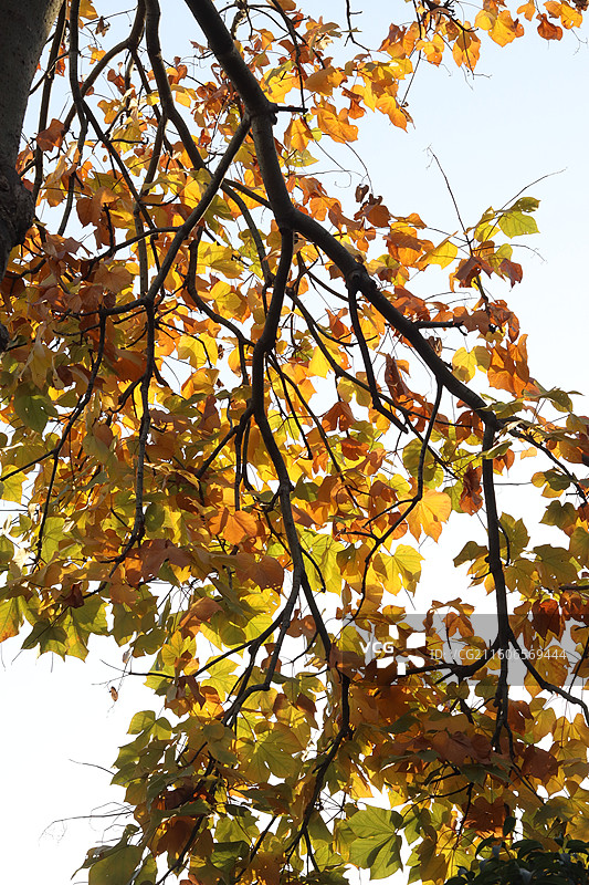 苏州道前街银杏图片素材