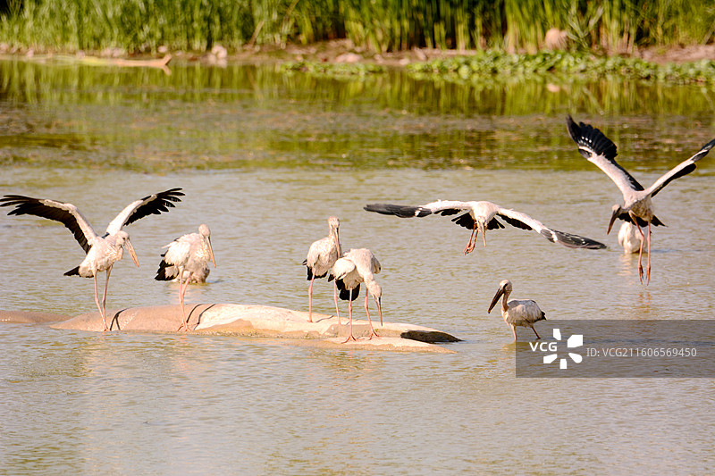 云南石屏异龙湖苍鹭特写图片素材