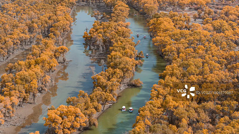 中国新疆塔里木河胡杨林图片素材