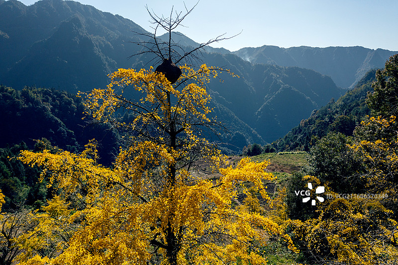 桂林市灵川县北岱底村的银杏叶图片素材
