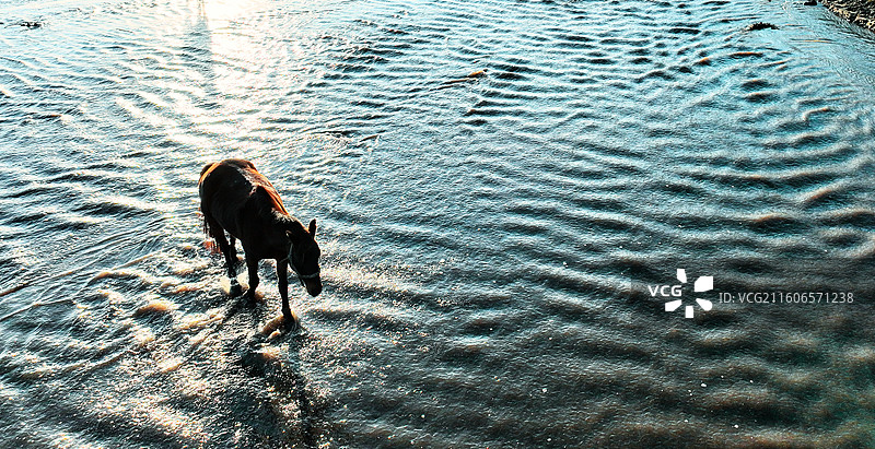 坝上晨渡：金辉碎影图片素材
