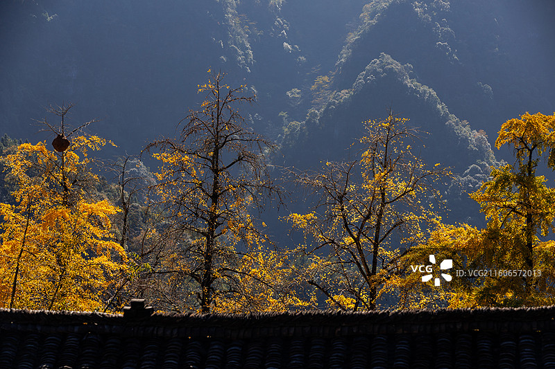 桂林市灵川县北岱底村的银杏叶图片素材