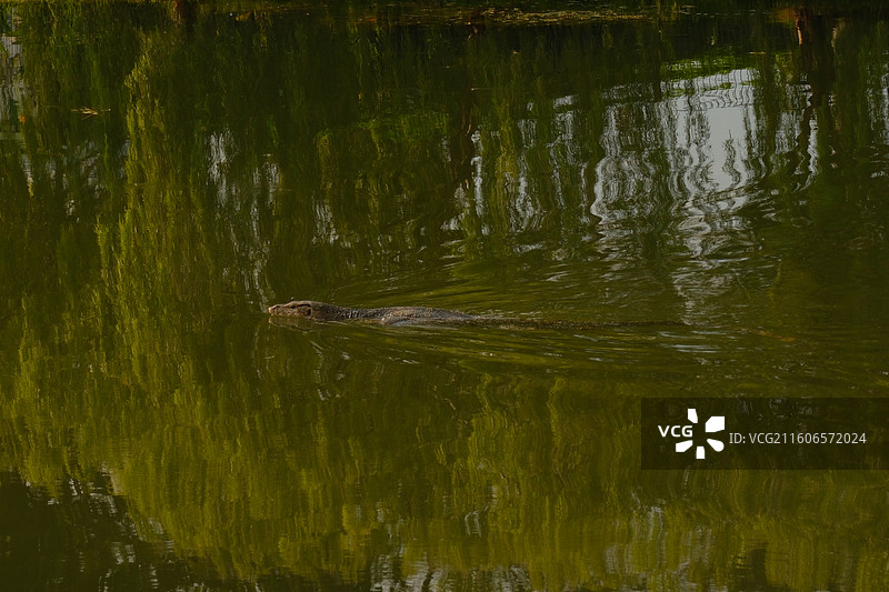 蒂蒂旺沙公园泽巨蜥图片素材