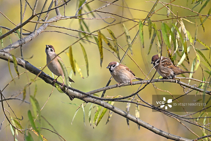 站在树枝上的麻雀图片素材