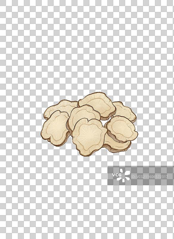 中药白芷手绘插画图片素材