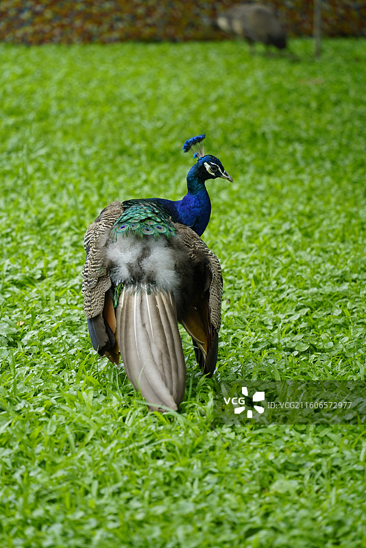 草地上雄性蓝孔雀的特写镜头图片素材
