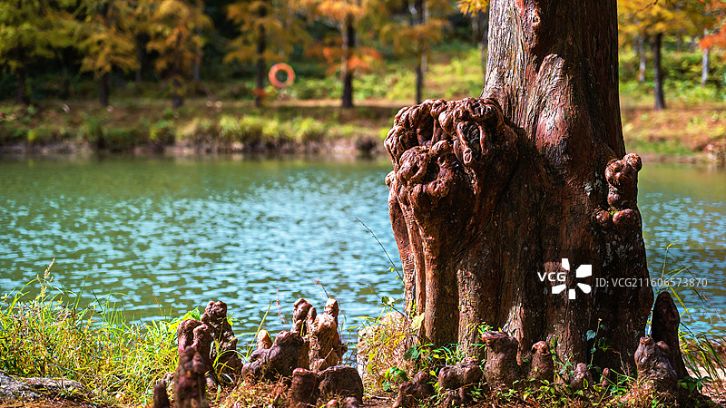 信宜钱排镇鹿湖顶重点自然保护区早晨秋景风光图片素材