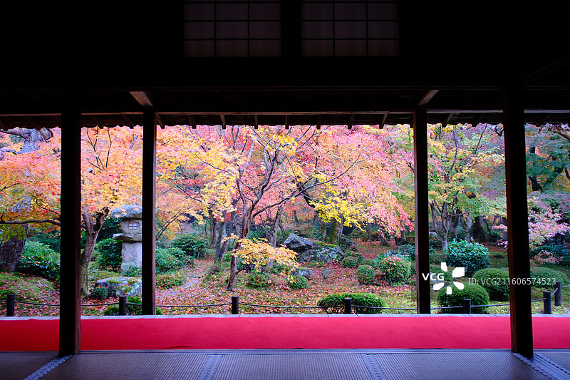 圆光寺 日本京都 秋天红叶图片素材