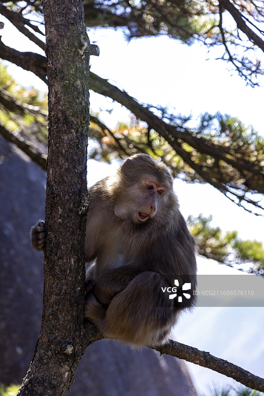 安徽黄山短尾猴图片素材
