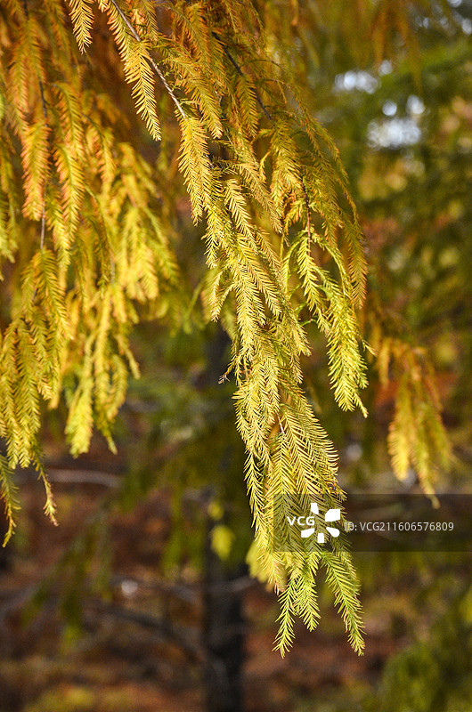 宁波镇海西大河公园（西大河体育公园）水杉林图片素材